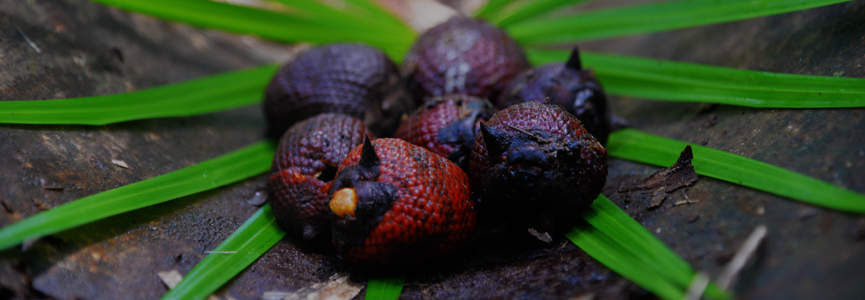 6 Canangucho fruit from the Moriche palm Native to Amazonia JJ Javier Low Exposure