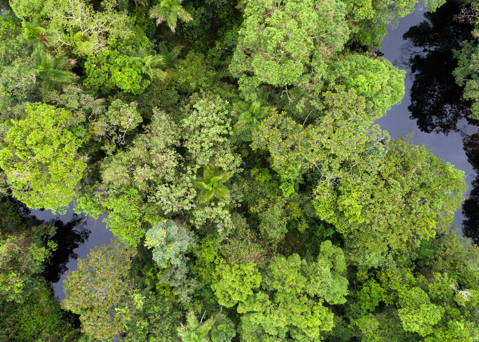 Amazonia Tree Tops