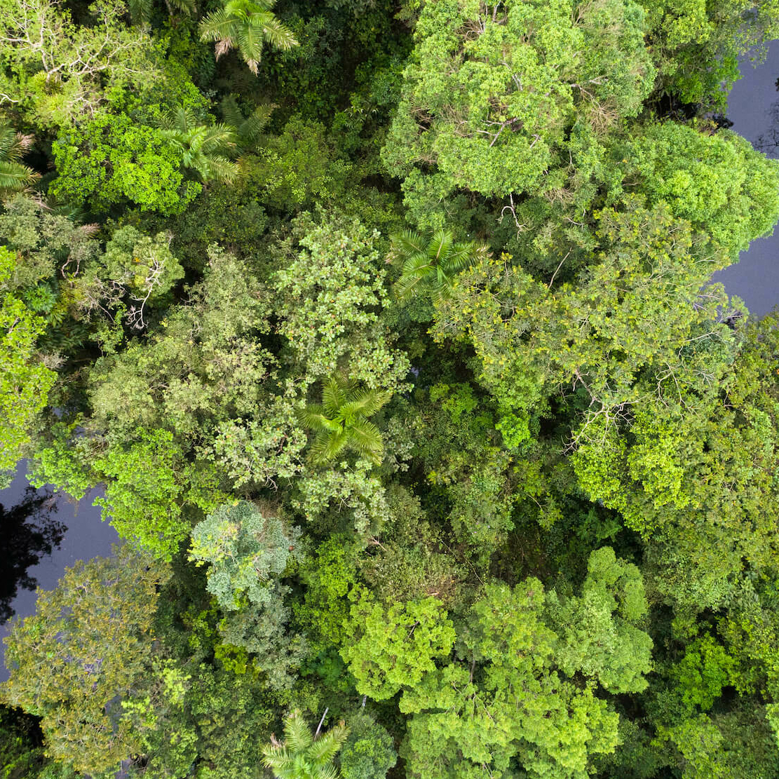 Amazonia Tree Tops