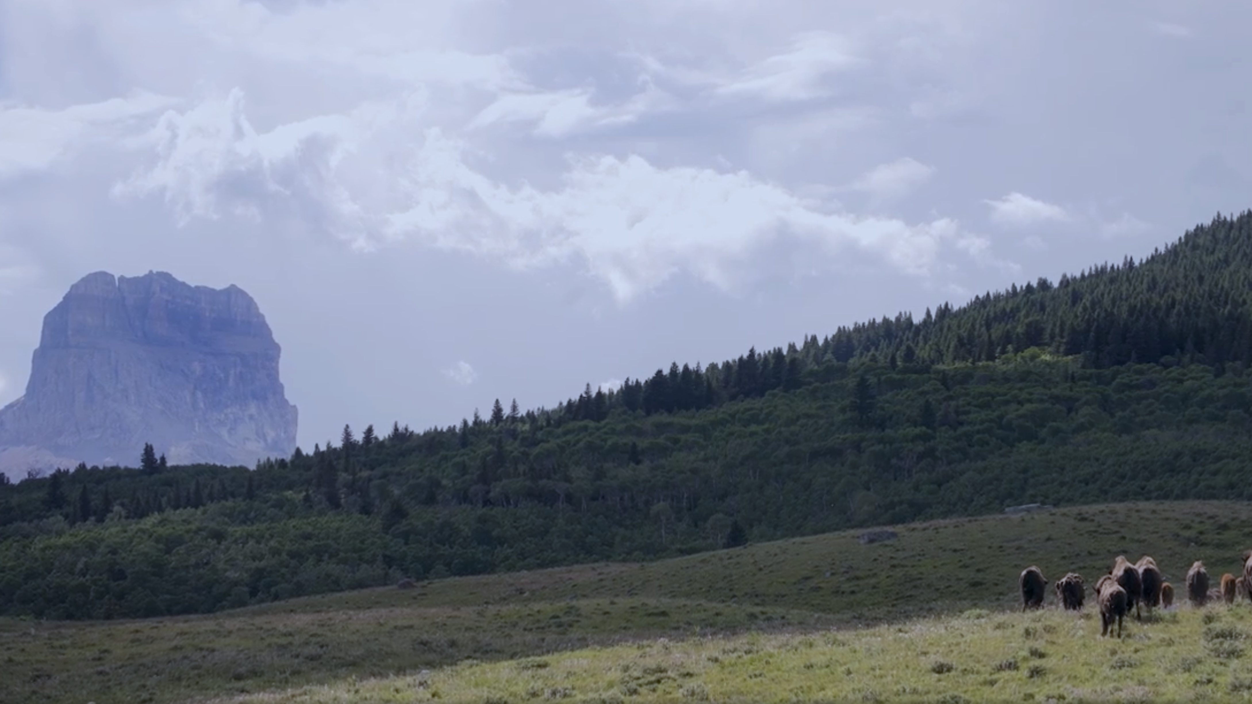 Blackfoot Territory hillside and mountain with buffalo