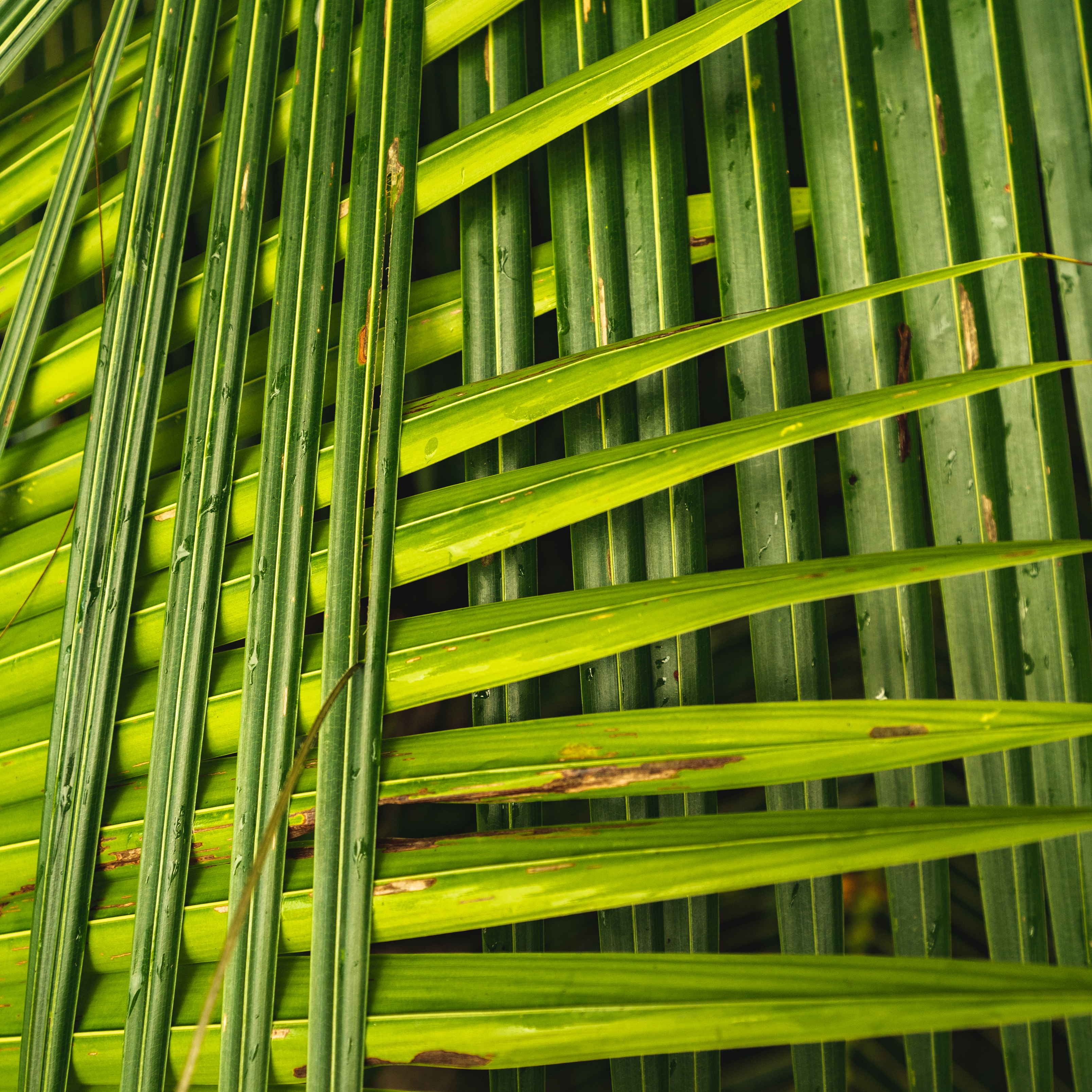 tropical leaves