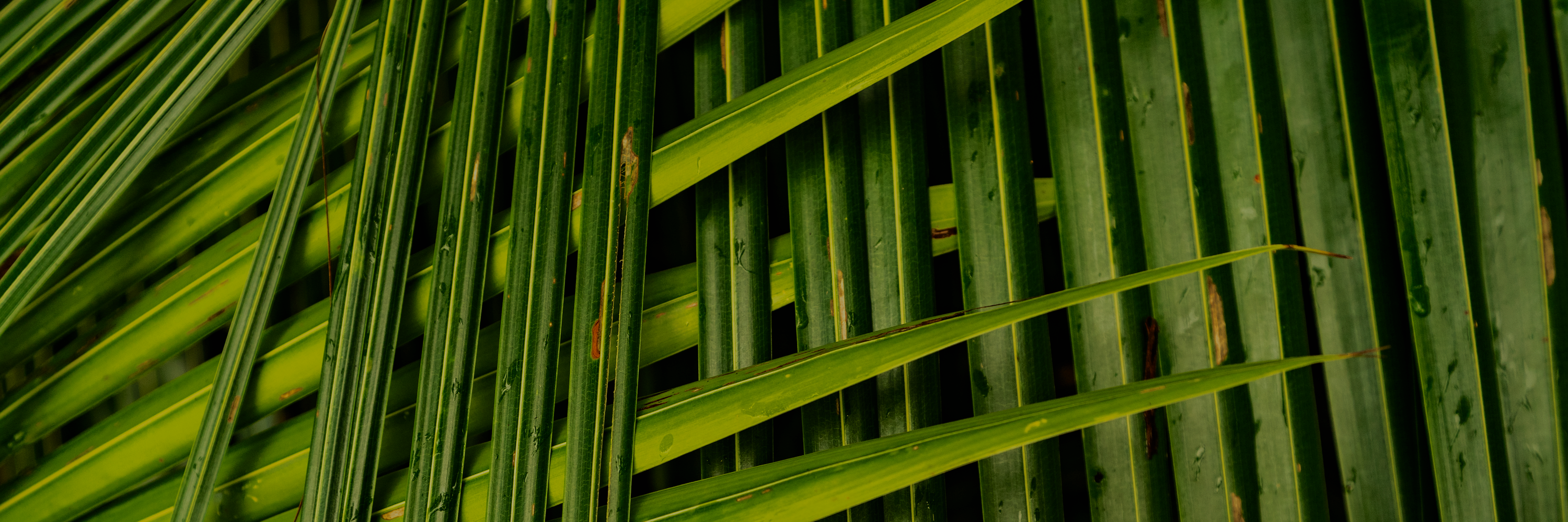 tropical leaves