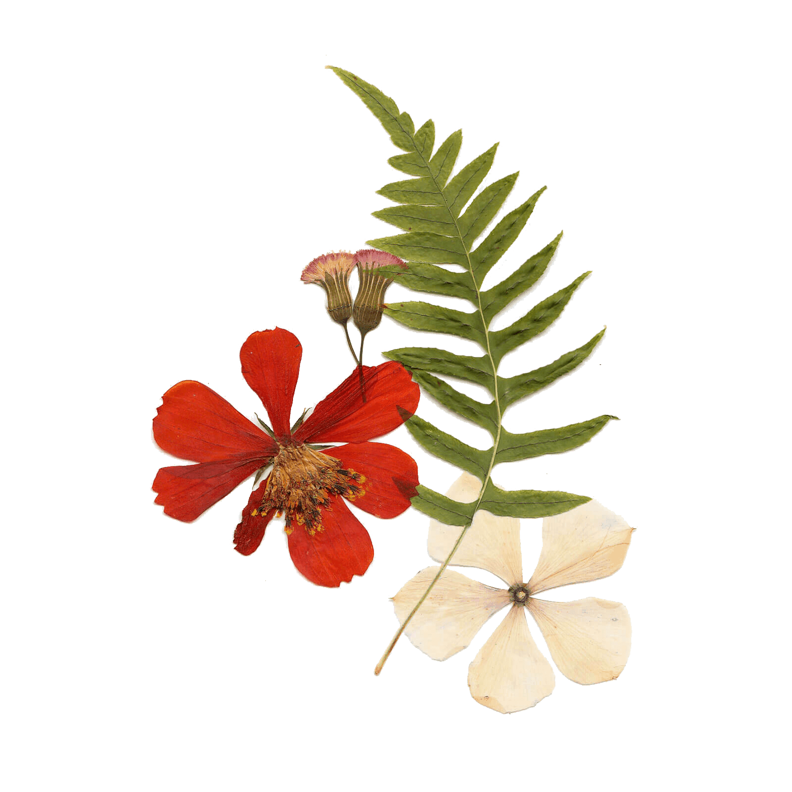 dried flowers with leave