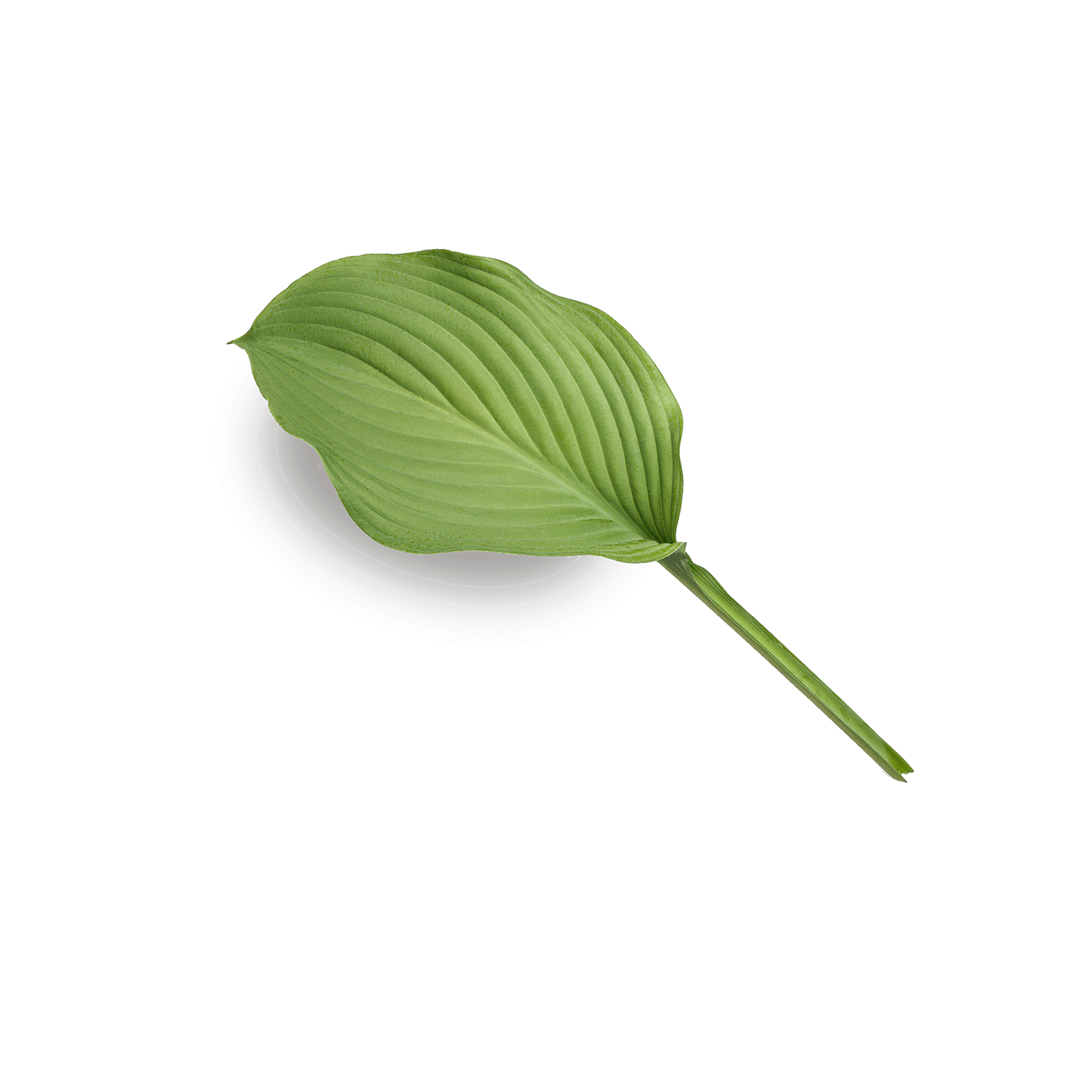 A leaf
