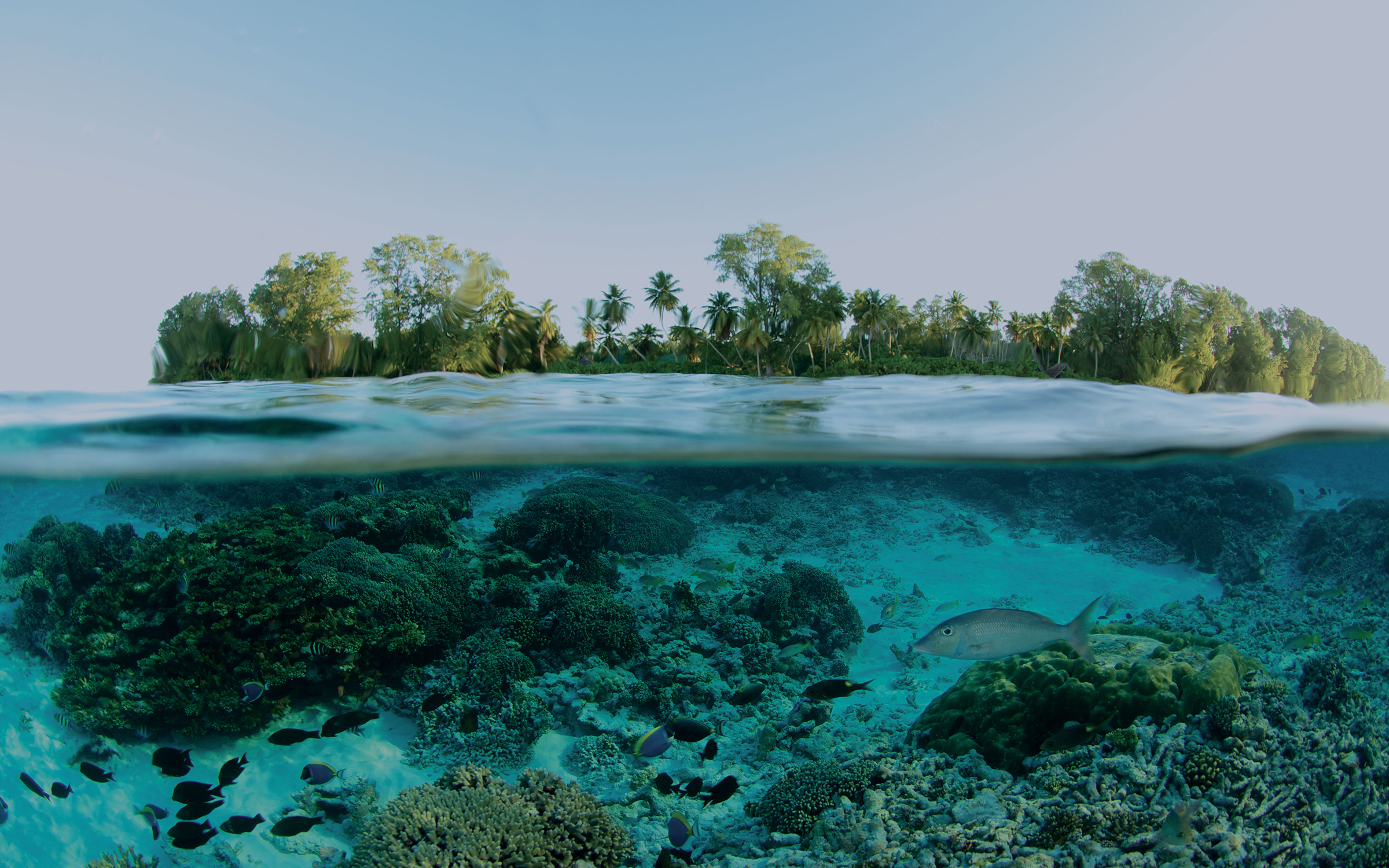 Photo splitting a tropical water line with fish below and an island above