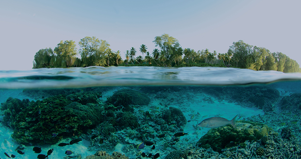 Photo splitting a tropical water line with fish below and an island above