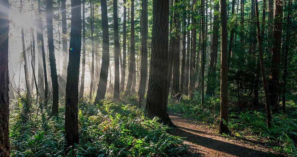 Sunlight breaking through forest