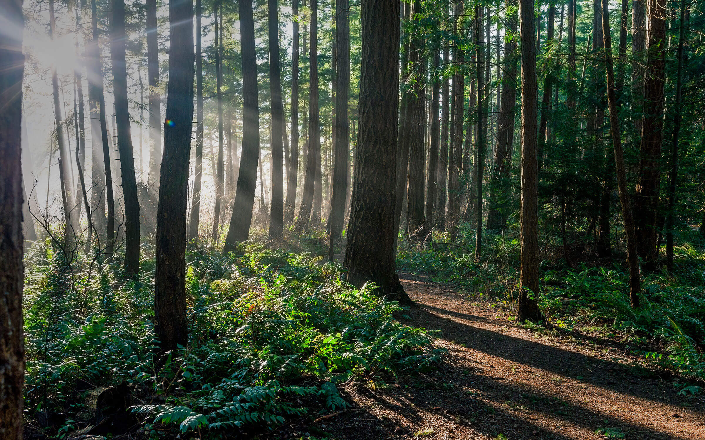 Sunlight breaking through forest